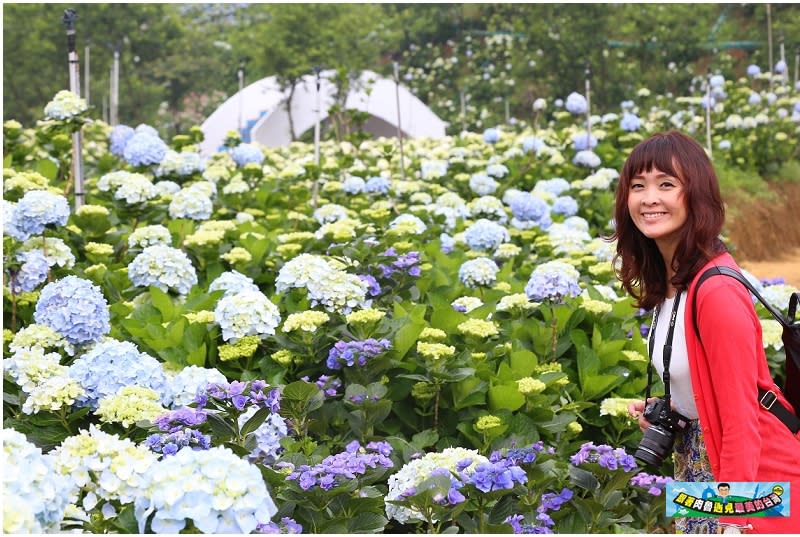 新北市萬里｜高家繡球花