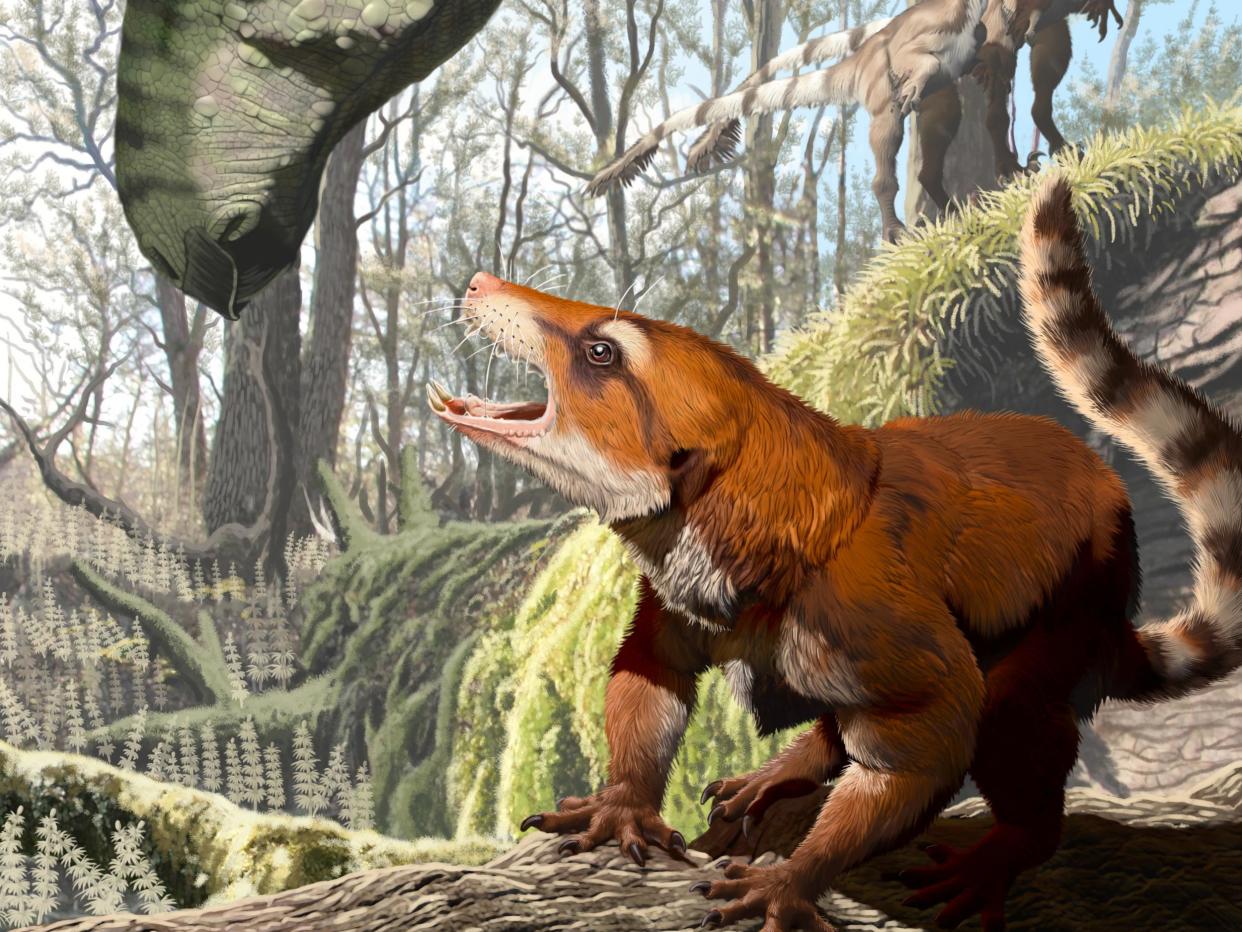 The new species Cifelliodon wahkarmoosuch lived at the time of the dinosaurs and probably grew to be about the size of a small hare: Keck School of Medicine of USC/Jorge A Gonzalez