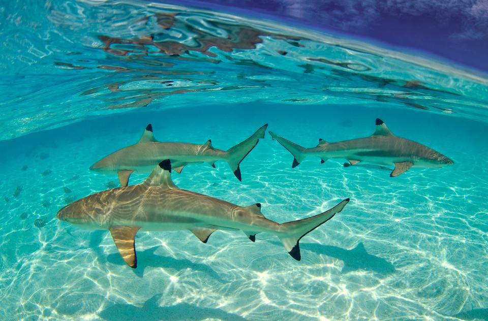 This file photo shows a blacktip shark. The Coast Guard reported three stranded boaters fought off blacktip sharks after their fishing boat sunk over the weekend.