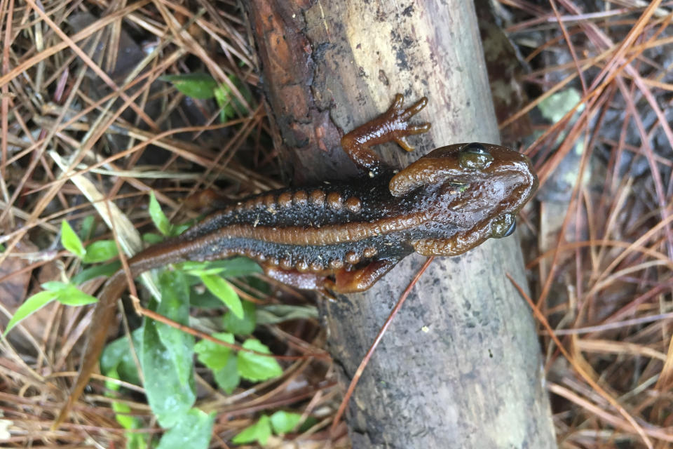 In this undated photo, a Doi Phu Kha newt sits on a branch. The Doi Phu Kha newt is among 224 new species listed in the World Wildlife Fund's latest update on the Mekong region. The conservation group's report released Wednesday, Jan. 26, 2022, highlights the need to protect the rich biodiversity and habitats in the region, which includes Vietnam, Cambodia, Laos, Thailand and Myanmar. (World Wildlife Foundation via AP)