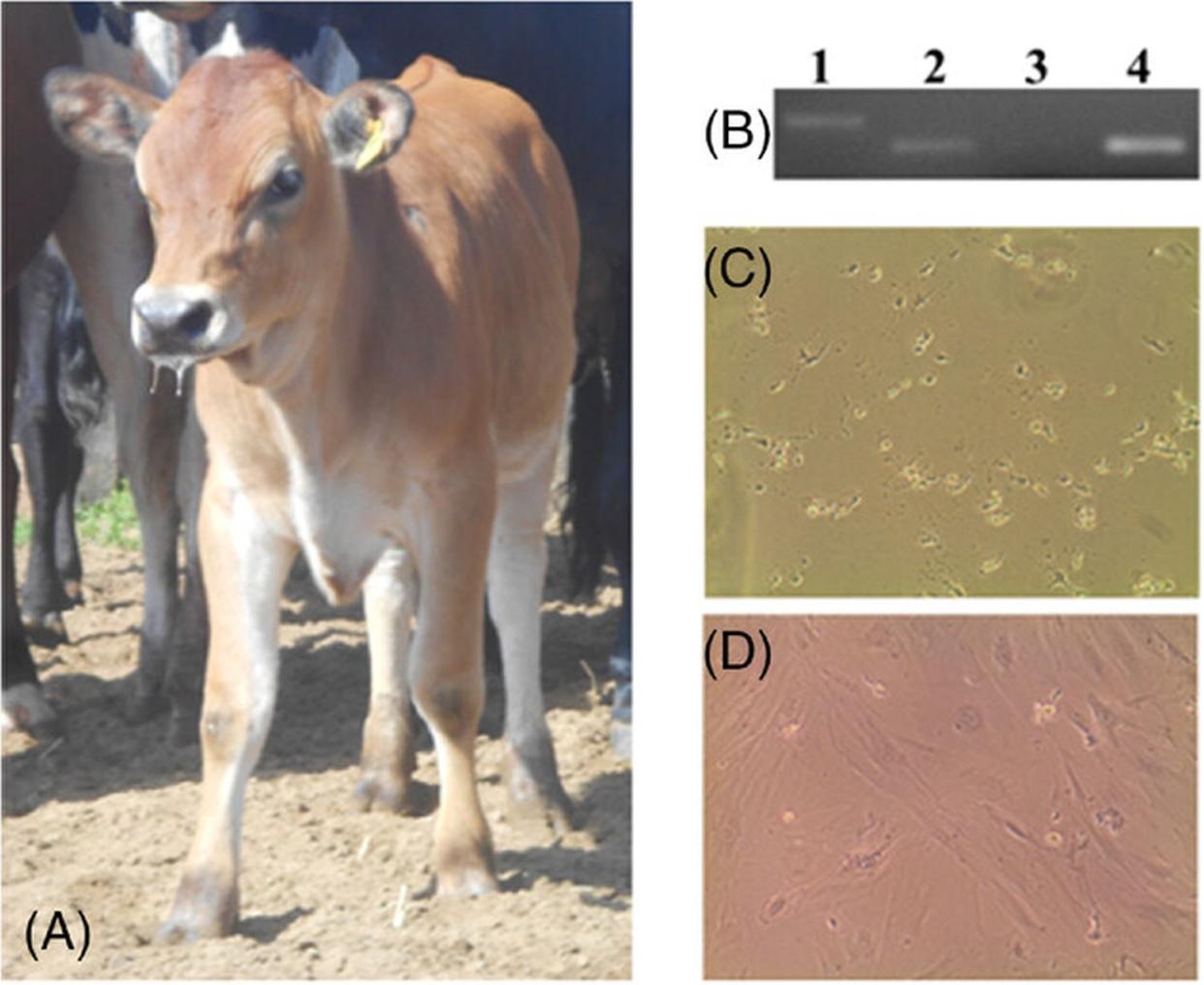 La primera vaca editada genéticamente para producir insulina humana en su leche | Wheeler M., Monzani, Paulo S., et al. Biotechnology Journal (2024)