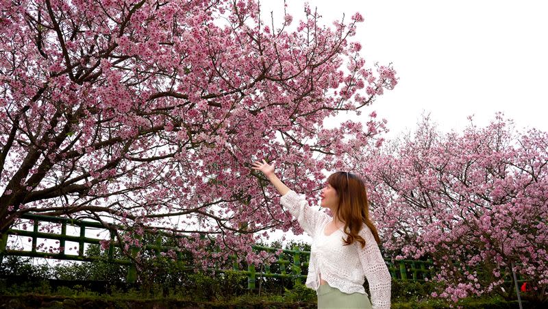 淡水天元宮吉野櫻，每年約2月底到3月粉嫩綻放。（圖／飯店旅宿業者提供）