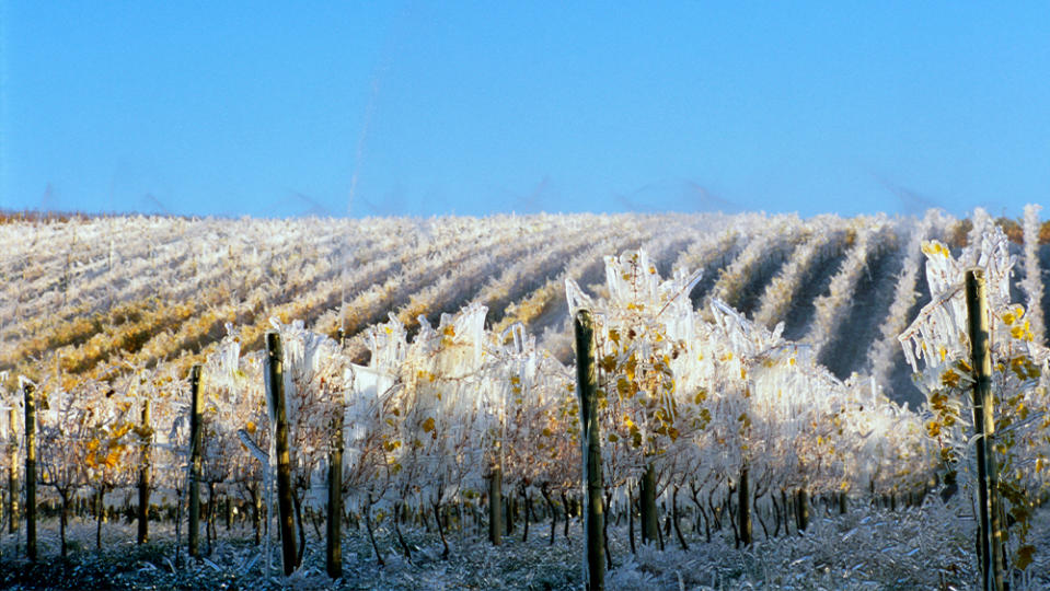 Ice Covered Vineyard for Ice Wine Harvest