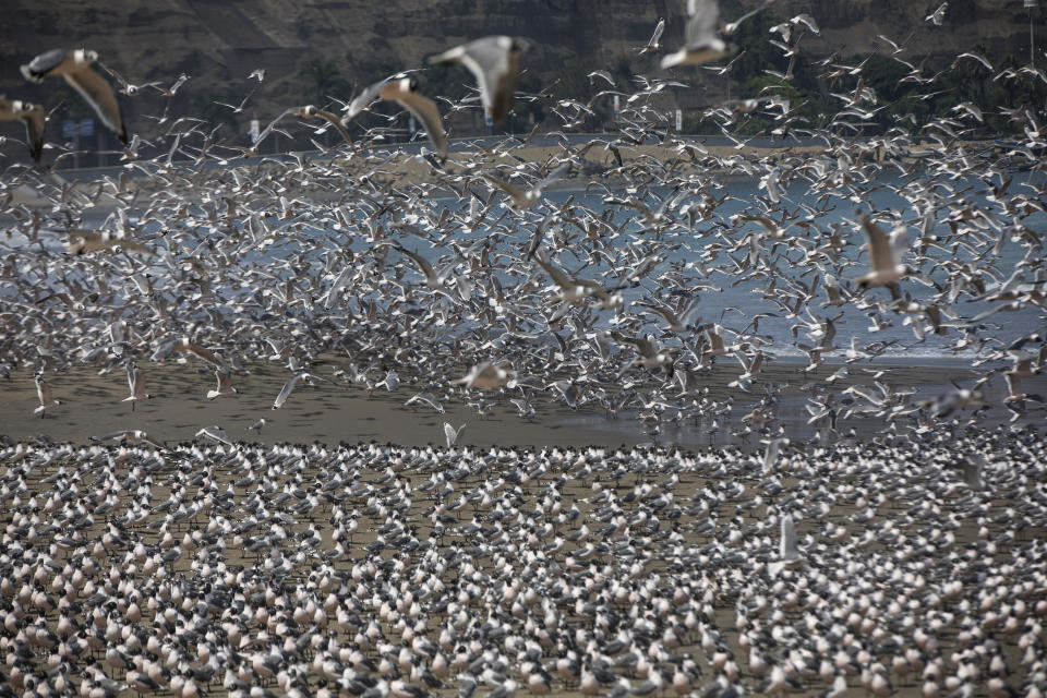 En esta imagen, tomada el 24 de marzo de 2020, miles de pájaros llenan la playa de Agua Dulce, ahora casi vacía por el coronavirus, en Lima, Perú. Las aves comenzaron a llenar el arenal cuando el presidente, Martín Vizcarra, declaró el estado de emergencia y ordenó el confinamiento de la población para frenar la propagación del COVID-19, la enfermedad causada por el virus. Perú confirmó su primer caso de coronavirus el 6 de marzo. (AP Foto/Rodrigo Abd)