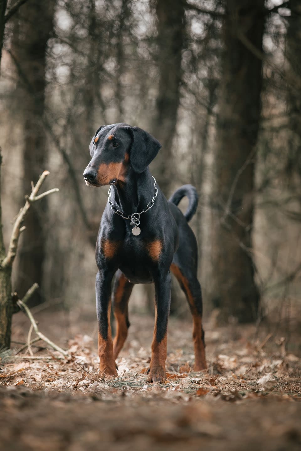 3) Doberman Pinscher