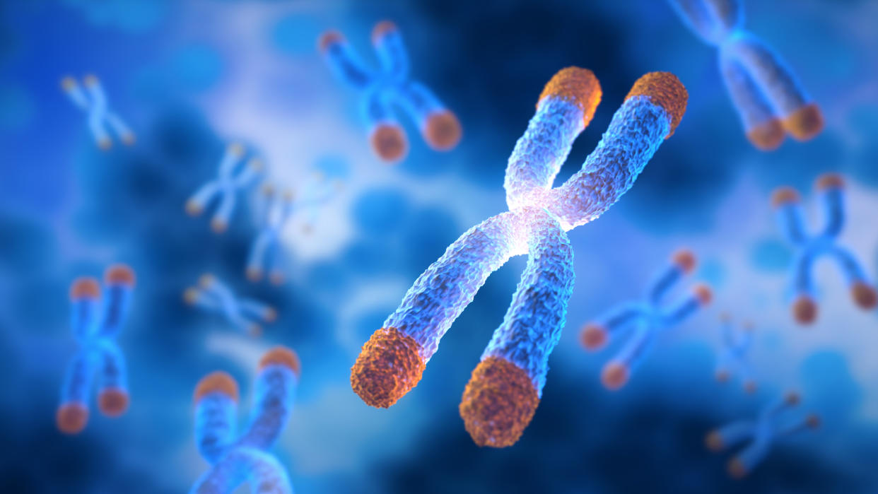  An artist's rendering of chromosomes floating against a blue background with orange tips representing telomeres. 