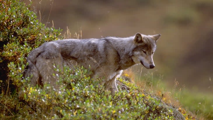 (Photo: Darrell Gulin / The Images Bank via Getty Images)