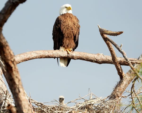 <p>Marti Lord/Southwest Florida Eagle Cam</p>