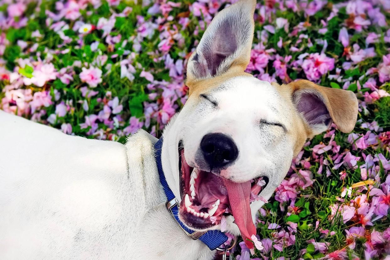 dog sticking his tongue out laying on a bed of purple flowers