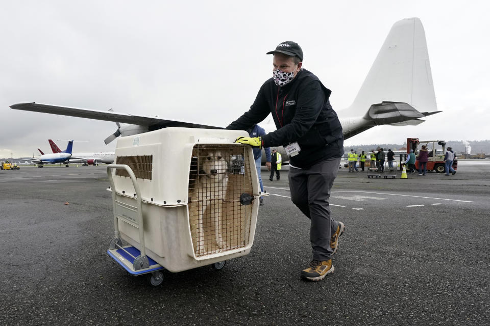 The first dog brought off after the landing of a "Paws Across the Pacific" pet rescue flight is wheeled across the tarmac Thursday, Oct. 29, 2020, in Seattle. Volunteer organizations flew more than 600 dogs and cats from shelters across Hawaii to the U.S. mainland, calling it the largest pet rescue ever. The animals are being taken from overcrowded facilities in the islands to shelters in Washington state, Oregon, Idaho, and Montana. (AP Photo/Elaine Thompson)