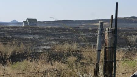 A house stands amid blackened range where the Lodgepole Complex fire jumped the Montana 200 highway, near Mosby, Montana, U.S. July 23, 2017. Bureau of Land Management/Handout via REUTERS