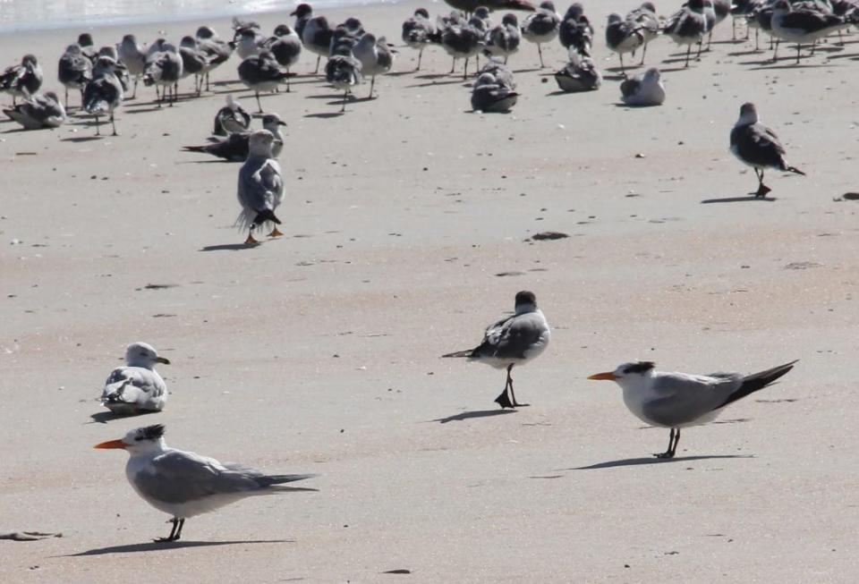 Two Royal Terns with their iconic horseshoe "haircuts" stand on the sand in Flagler Beach in this archive photo by Mark Estes.