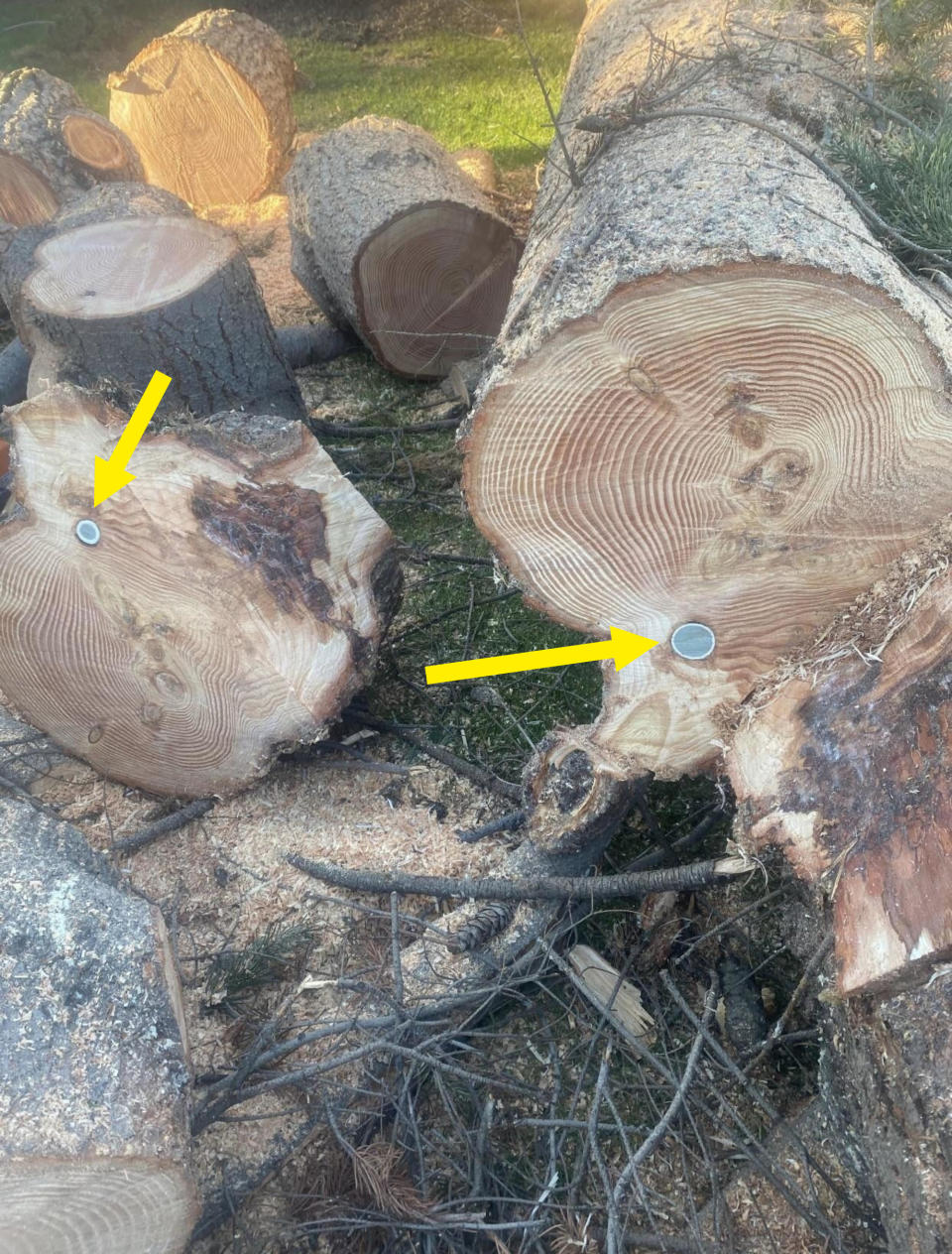 a tree cut into pieces revealing a golf ball that was stuck inside of it, that's also cut in half