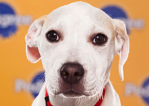 Gunther, a 13-week-old pit bull/hound mix, is "amazingly quiet" and said to be "a really good cuddler." (Photo by Keith Barraclough/DCL)