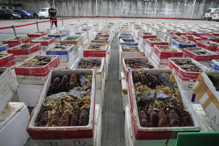 Australian lobsters seized by the Hong Kong Customs during an anti-smuggling operation, are displayed at a news conference in Hong Kong, Friday, Oct. 15, 2021. Hong Kong and mainland authorities have seized more than $540,000 worth of smuggled Australian lobsters believed to be bound for the mainland, after China restricted imports of the crustacean amid escalating tensions with Australia. (AP Photo/Kin Cheung)