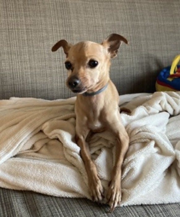 Daytona Beach police said they need help finding Twinkie, who was taken from a Sand Trap Court home at 4:30 p.m. on Monday.