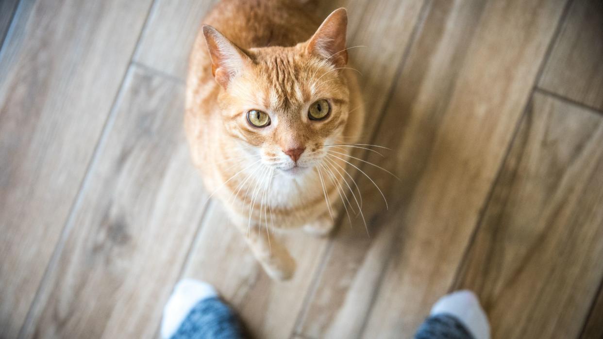  Cat sitting at owner's feet. 