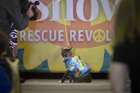 A cat sits on the runway as it takes part in the New York Pet Fashion Show event during Fashion Week in the Manhattan borough of New York February 12, 2015. REUTERS/Carlo Allegri/File Photo