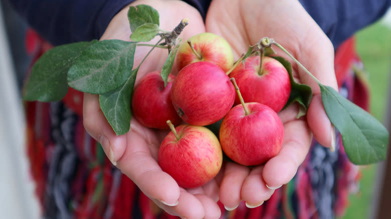 woman holding crab apples