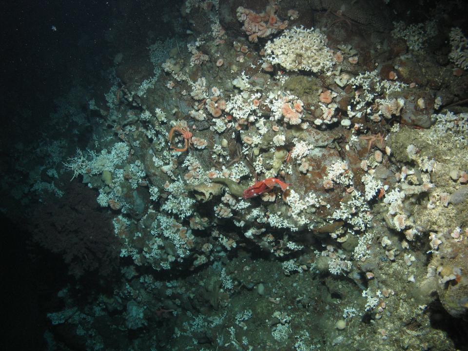 Ocean acidifcation: Lophelia pertusa coral in corrosive waters off Southern California Bight_live coral is on bare exposed rock with no dead coral framework.