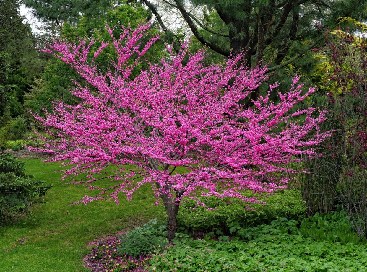 low maintenance front yard ideas flowering tree