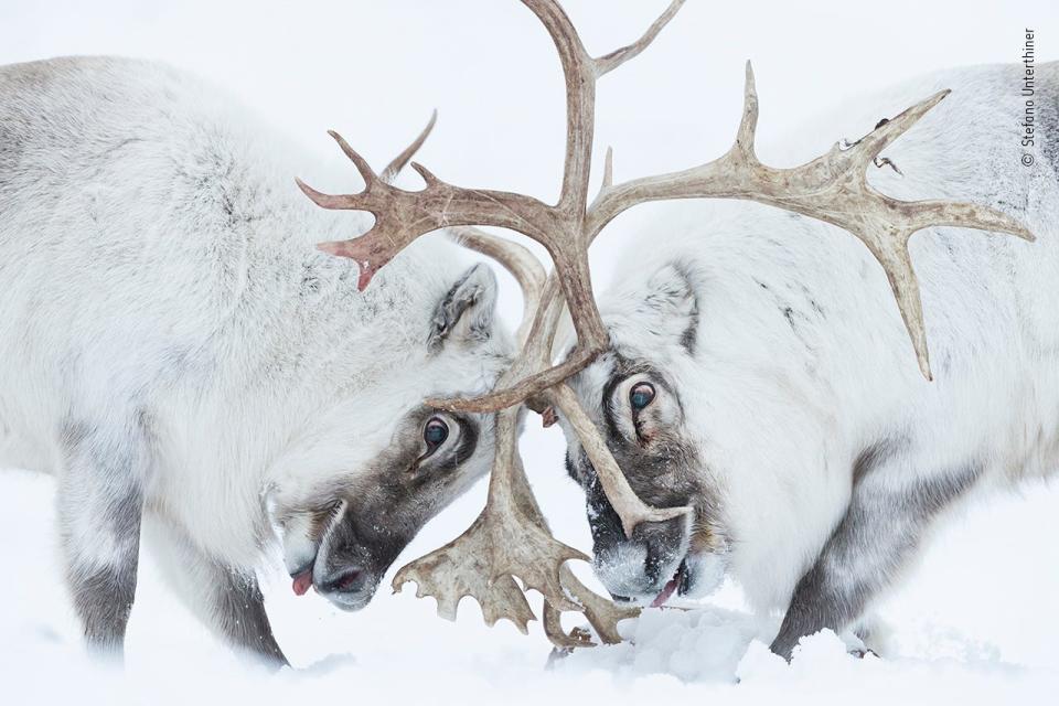 two white reindeer locking antlers in snow