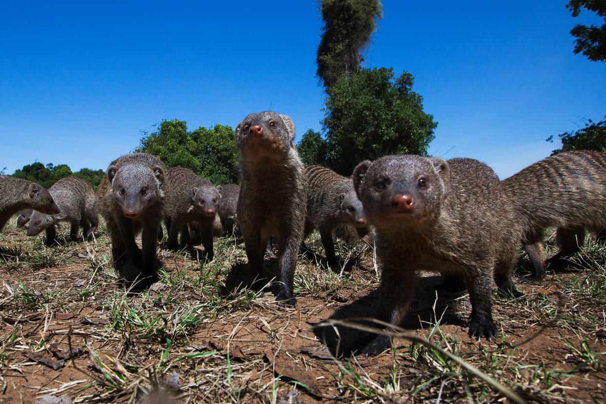 Banded Mongoose Getty Images/Anup Shah