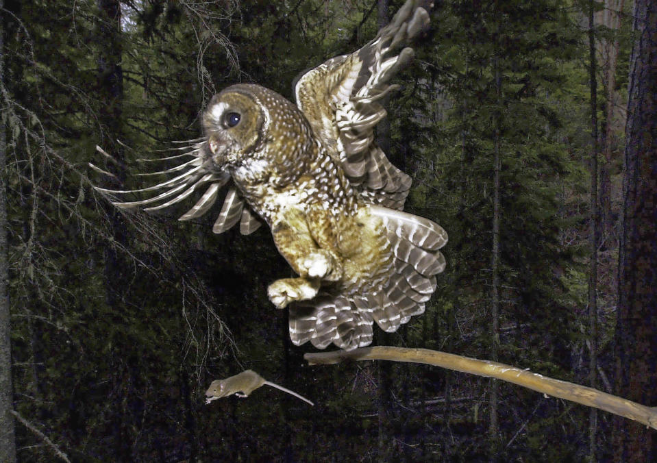 FILE - In this May 8, 2003, file photo, a northern spotted owl flies after an elusive mouse jumping off the end of a stick in the Deschutes National Forest near Camp Sherman, Ore. The Biden administration said Friday, June 4, 2021, it is canceling or reviewing a host of actions by the Trump administration to roll back protections for endangered or threatened species, with a goal of strengthening a landmark law while addressing climate change. Under Trump, officials rolled back protections for the northern spotted owl, gray wolves and other species, actions that President Joe Biden has vowed to review (AP Photo/Don Ryan, File)