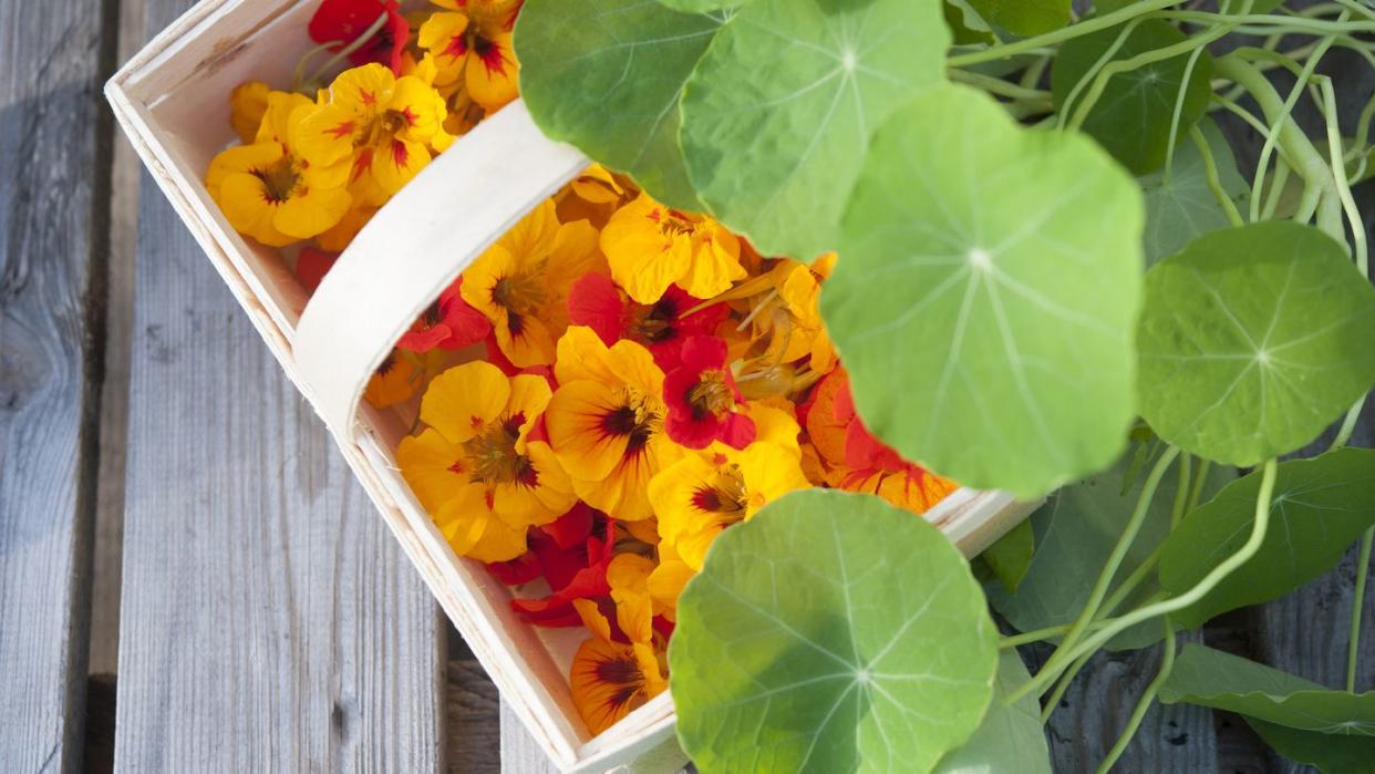 basket of orange colored nasturtium heads