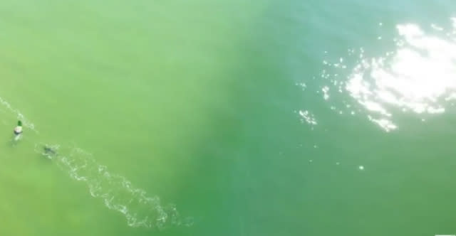 Drone captures moment great white sharks stalks surfer 