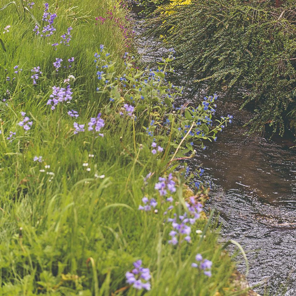 Bluebells growing near a stream