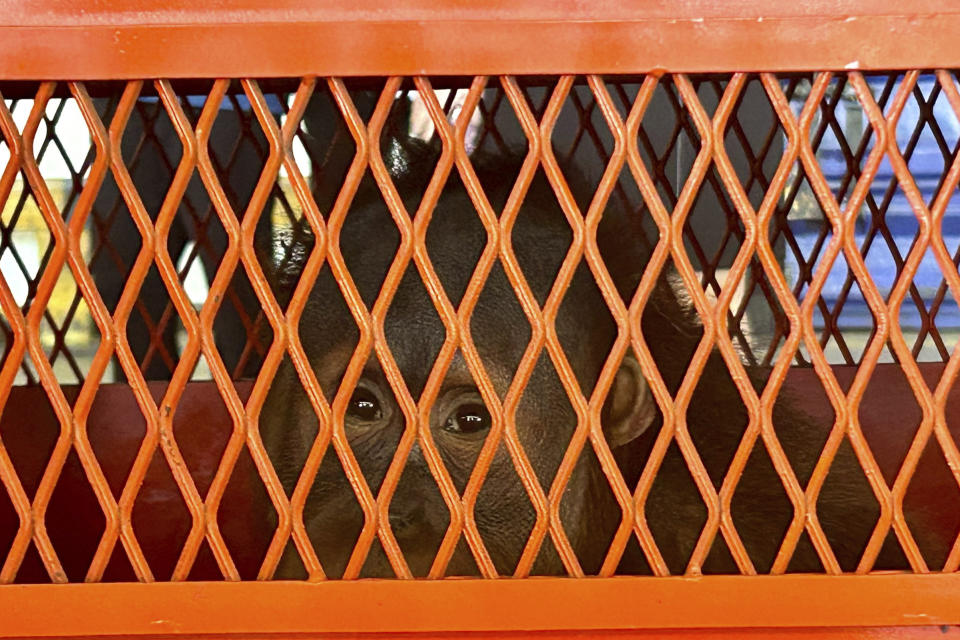 Bryan, one of three orangutans to be repatriated to Indonesia sits in a crate before departure at Suvarnabhumi International Airport in Bangkok, Thailand, Thursday, Dec. 21, 2023. Three trafficked Sumatran orangutans were sent back from Thailand to Indonesia on Thursday as part of a joint effort between the countries to tackle the illegal wildlife trade. (AP Photo/Jintamas Saksornchai)