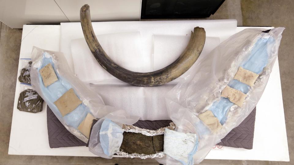 A fossilized mammoth tusk, bottom, found two weeks earlier sits partially wrapped in layers of foil, plaster and plastic to allow it to slowly dry at the University of Washington's Burke Museum Wednesday, Feb. 26, 2014, in Seattle. The 8 1/2-foot tusk sits for comparison next to another, smaller tusk. Museum officials say the tusk, found at a construction site in downtown Seattle, will reveal its age, gender and life story as soon as scientists can stabilize the fossil by drying it out slowly over the next year. (AP Photo/Elaine Thompson)