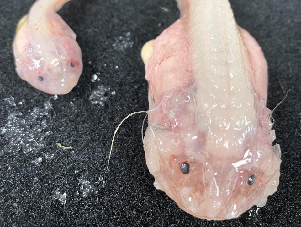 these two specimens are the deepest fish ever caught, recovered from a depth of 8022m in the Japan Trench.
