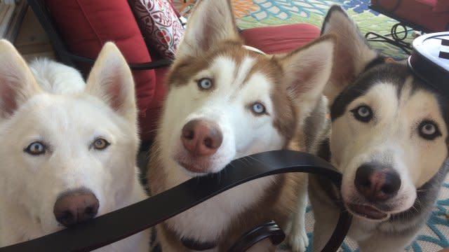 Three of the Heckemeyers' dogs. (left to right) Thunder, Denver and Bronco.