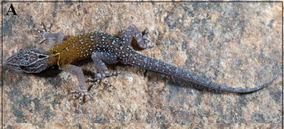 A male Cnemaspis vangoghi, or Van Gogh’s starry dwarf gecko.