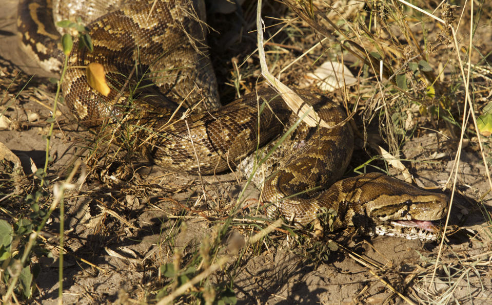 Fressen und gefressen werden: Python verschlingt Steinbock