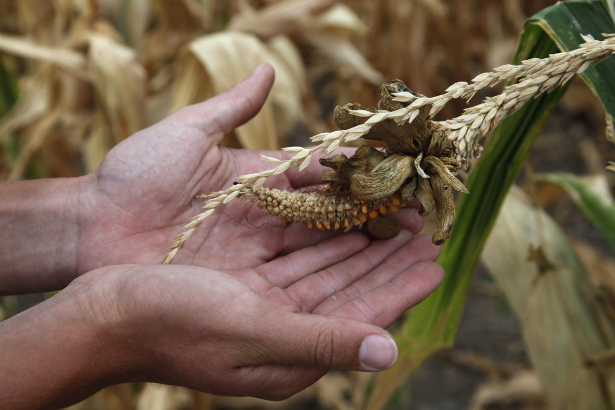 A damaged corn crop in Rice County, in central Kansas August 7, 2012. Rain and cooler temperatures in the drought-stricken U.S. Midwest crop belt will provide relief for late-season soybeans, but the change in the weather is arriving too late to help the already severely damaged corn crop, an agricultural meteorologist said on Wednesday. REUTERS/Jeff Tuttle  (UNITED STATES - Tags: AGRICULTURE ENVIRONMENT)