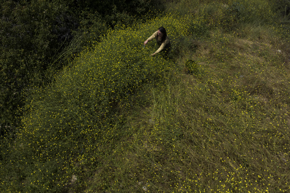 Artist Erin Berkowitz harvests wild mustard flowers to make clothing dyes in Altadena, Calif., Thursday, June 8, 2023. With the bright yellow plant blanketing much of the state this spring, the problem grabbed the attention of land management officials, along with fashion designers, artists, and chefs who are tackling the invasion by harvesting it to use in everything from clothing dyes to pesto. (AP Photo/Jae C. Hong)