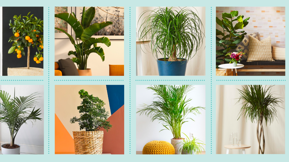 Let These Indoor Trees Be the Statement In Any Room When Sprucing Up Your  Decor