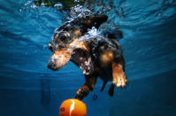 A diving dachshund goes after a sinking tennis ball, with all his might!