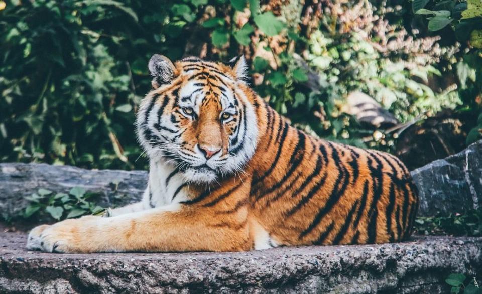 美國紐約布朗克斯動物園的一隻老虎被驗出染上新冠肺炎病毒。（示意圖／取自pixabay）