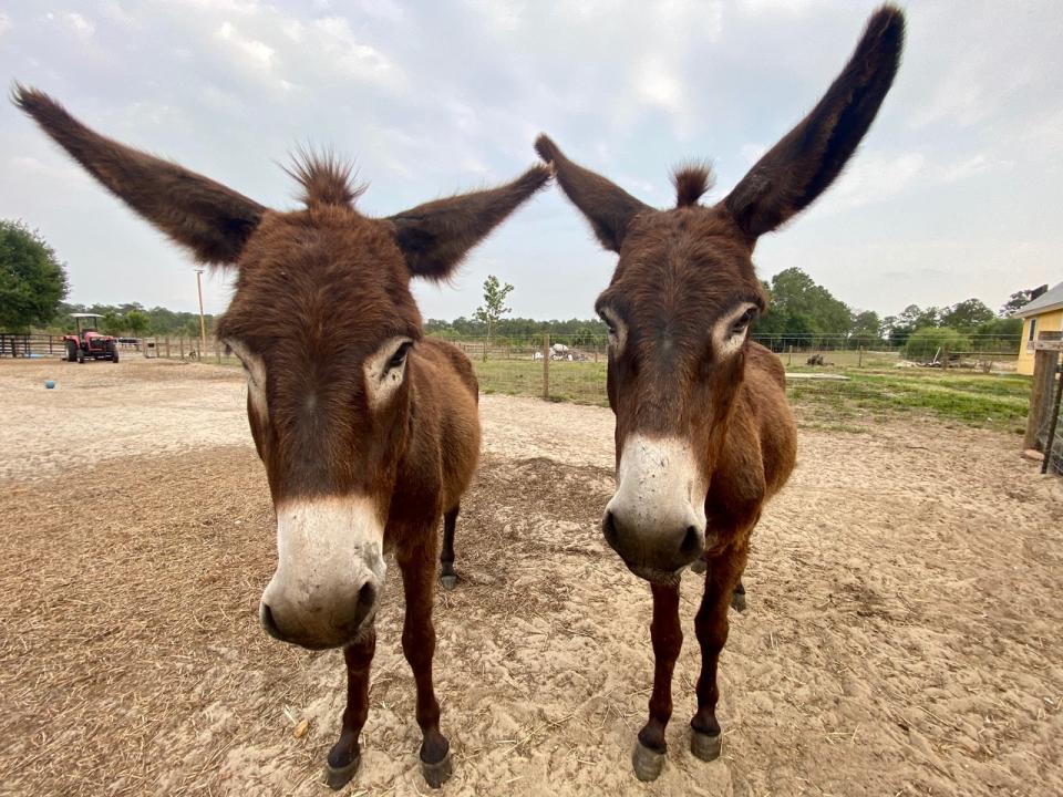 Two donkeys (Christoper Vane / Little Bear Sanctuary)