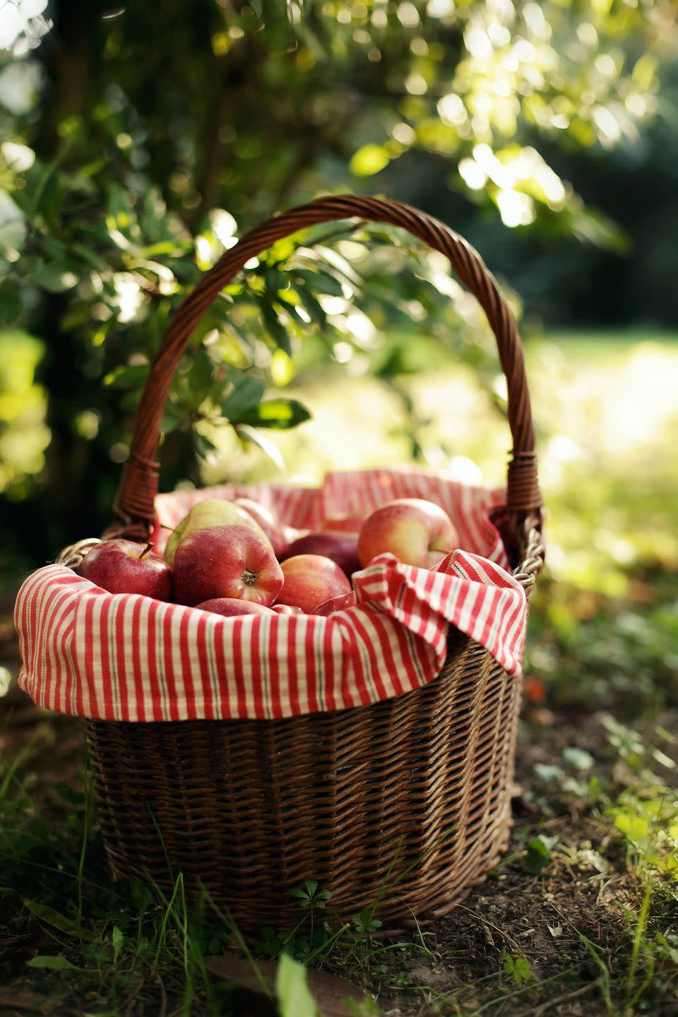 1) Weston's Antique Apples, Wisconsin