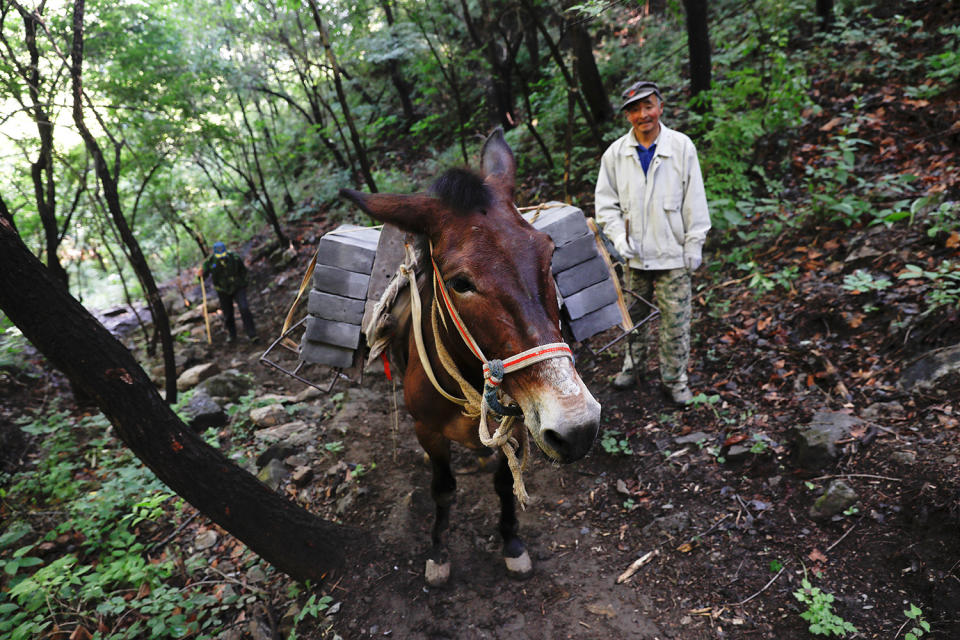 <p>A man walks behind a mule carrying bricks up the steep path towards the Jiankou section of the Great Wall, located in Huairou District, north of Beijing, China, June 7, 2017. “The path is too steep and the mountains are too high, so bricks can only be transported by mules,” said local mule owner Cao Xinhua. (Photo: Damir Sagolj/Reuters) </p>