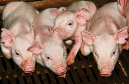 FILE PHOTO: Piglets are seen at a farm in Suining in southwest China's Sichuan province June 18, 2007. REUTERS/Stringer/File Photo