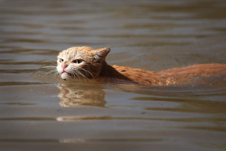 <p>A cat swims in search of dry ground around an apartment complex after it was flooded following Hurricane Harvey on Aug. 30, 2017 in Houston. (Photo: Scott Olson/Getty Images) </p>