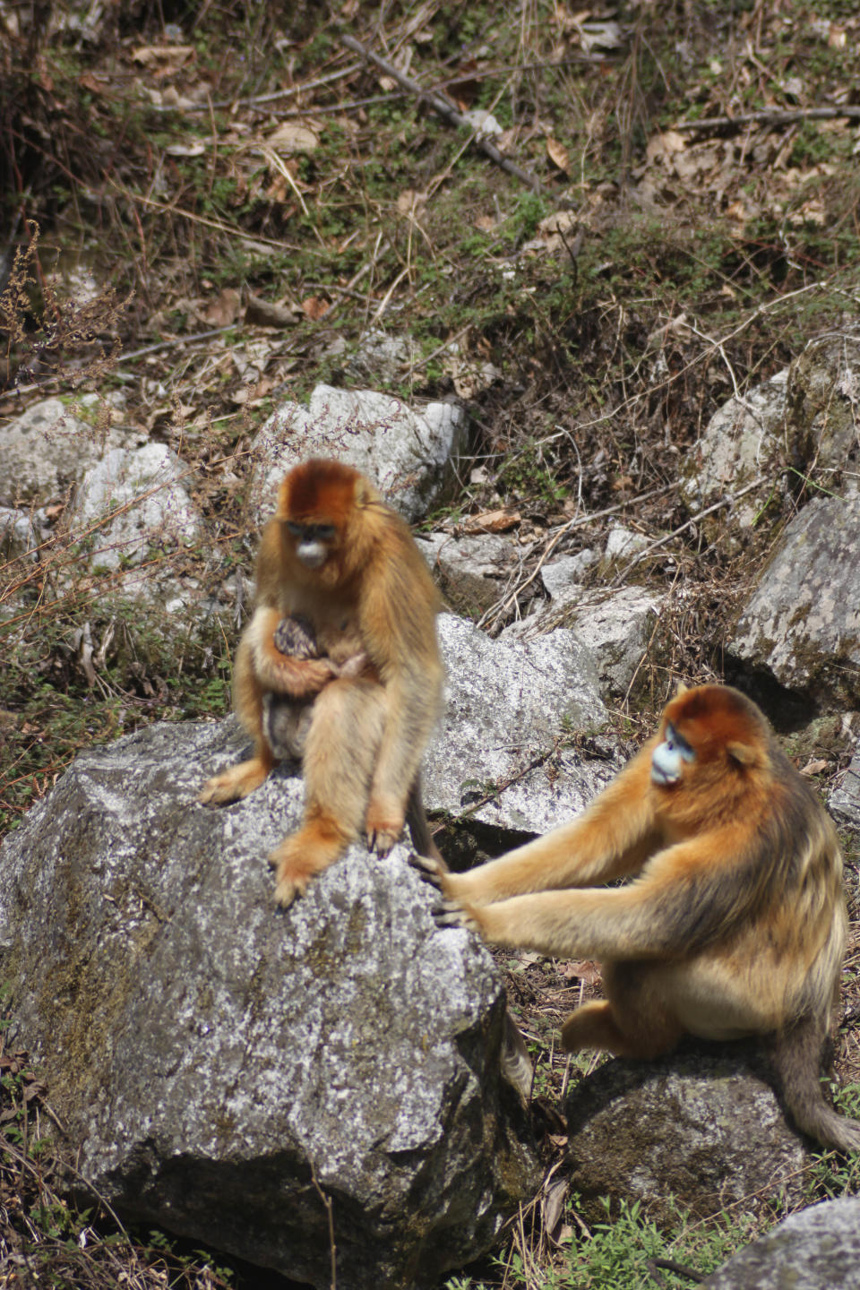 The group's dominant male groomed the new mother but did not hold the infant.