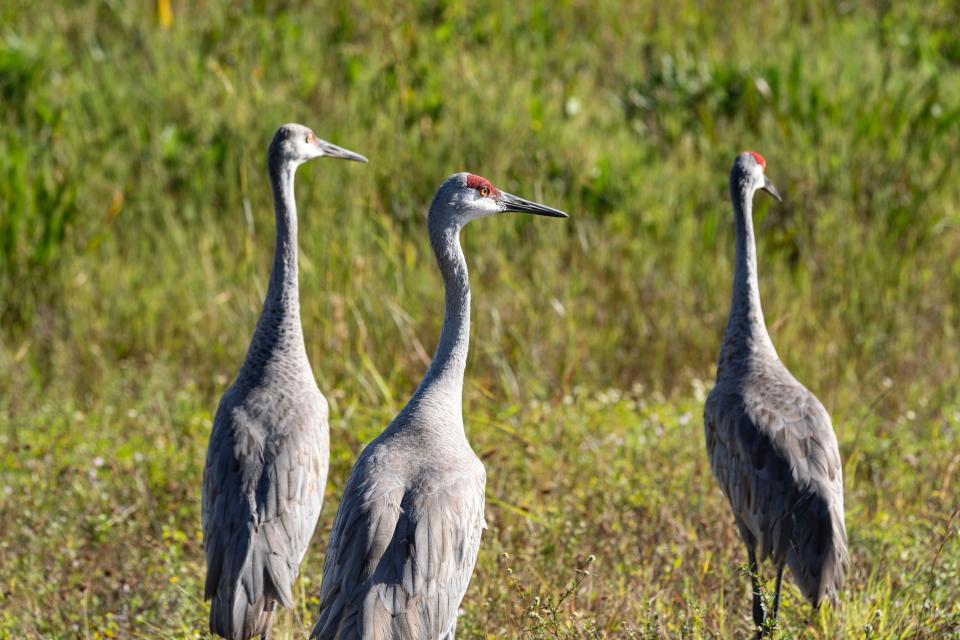 Sandhill cranes inside the Arthur R. Marshall Loxahatchee National Wildlife Refuge in western Palm Beach County, Florida on November 7, 2023.