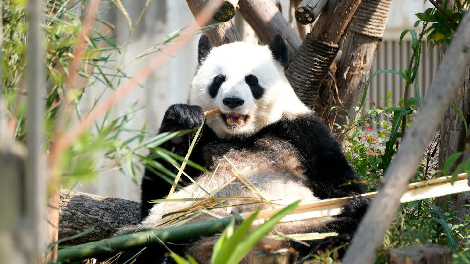 A panda basks in the sun at the Chengdu Research Base of Giant Panda Breeding. - VCG/Visual China Group/Getty Images